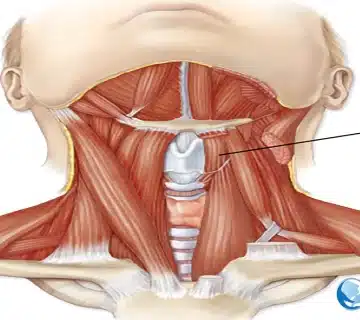 گرفتگی صدا ناشی از تنش عضلات حنجره ، درمان گرفتگی صدا ، ام تی دی ، علائم گرفتگی صدا ناشی از تنش عضلات حنجره ، انواع MTD یا گرفتگی صدا ناشی از تنش عضلات حنجره ، تشخیص گرفتگی صدا ناشی از تنش عضلات حنجره ، درمان گرفتگی صدا ناشی از تنش عضلات حنجره